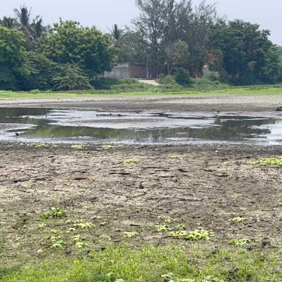 Así luce la laguna lagartos alnorte de Veracruz, poco a poco ha ido desapareciendo.