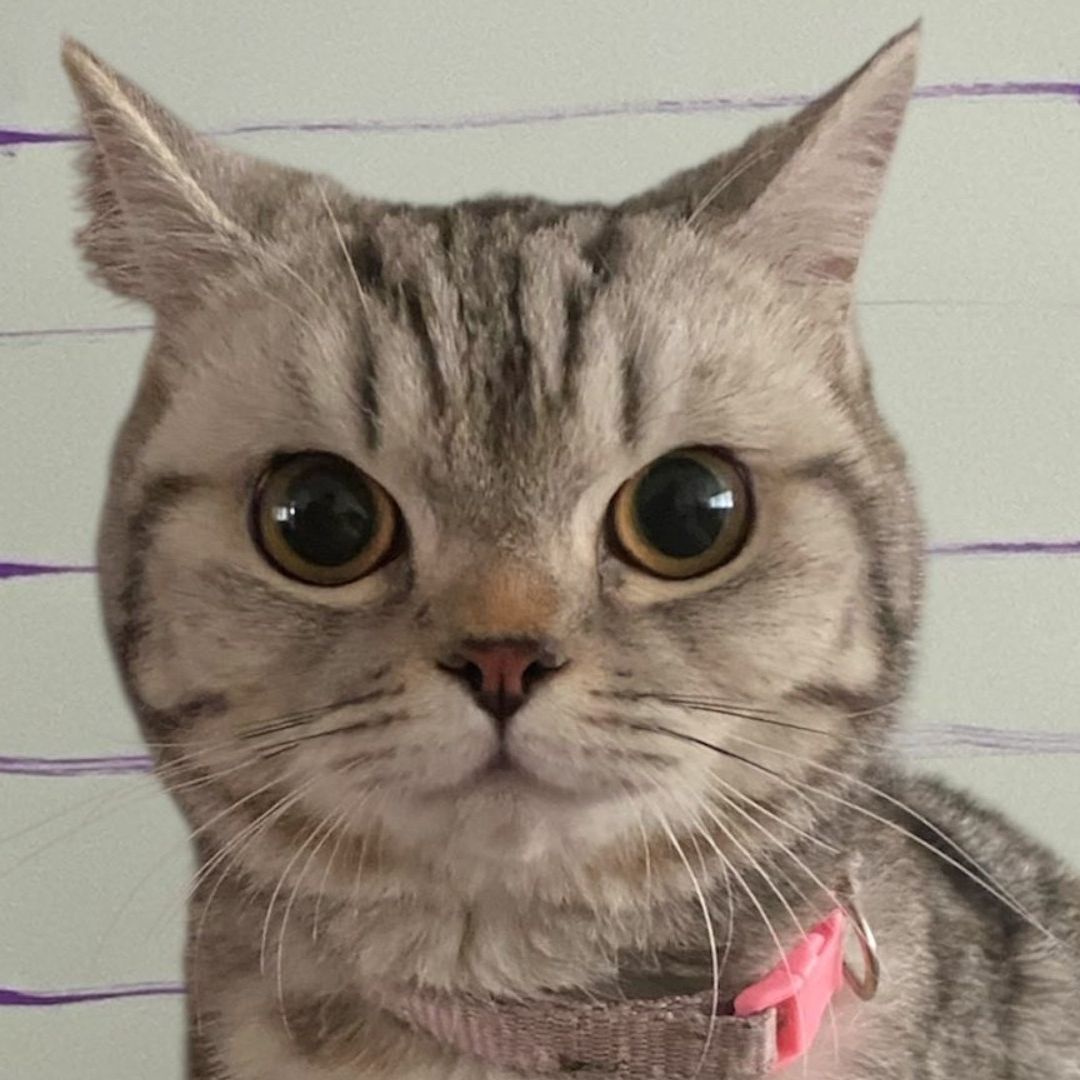 Arrestan a Gatita por Morder a Policías en Bangkok, Tailandia