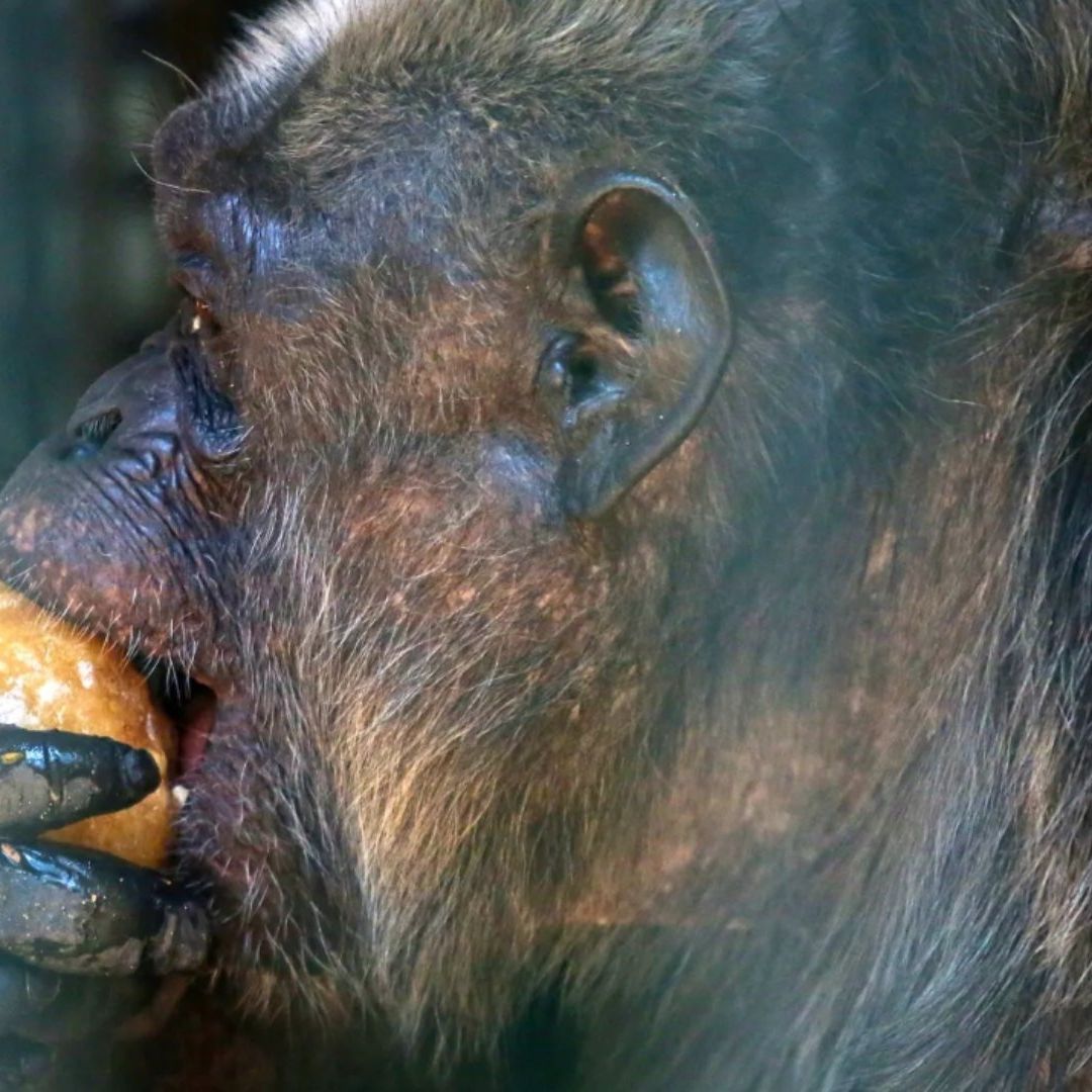 Varios zoológicos en Edomex y CDMX dan a sus animales paletas heladas y fruta para refrescarse ante elcalor en México