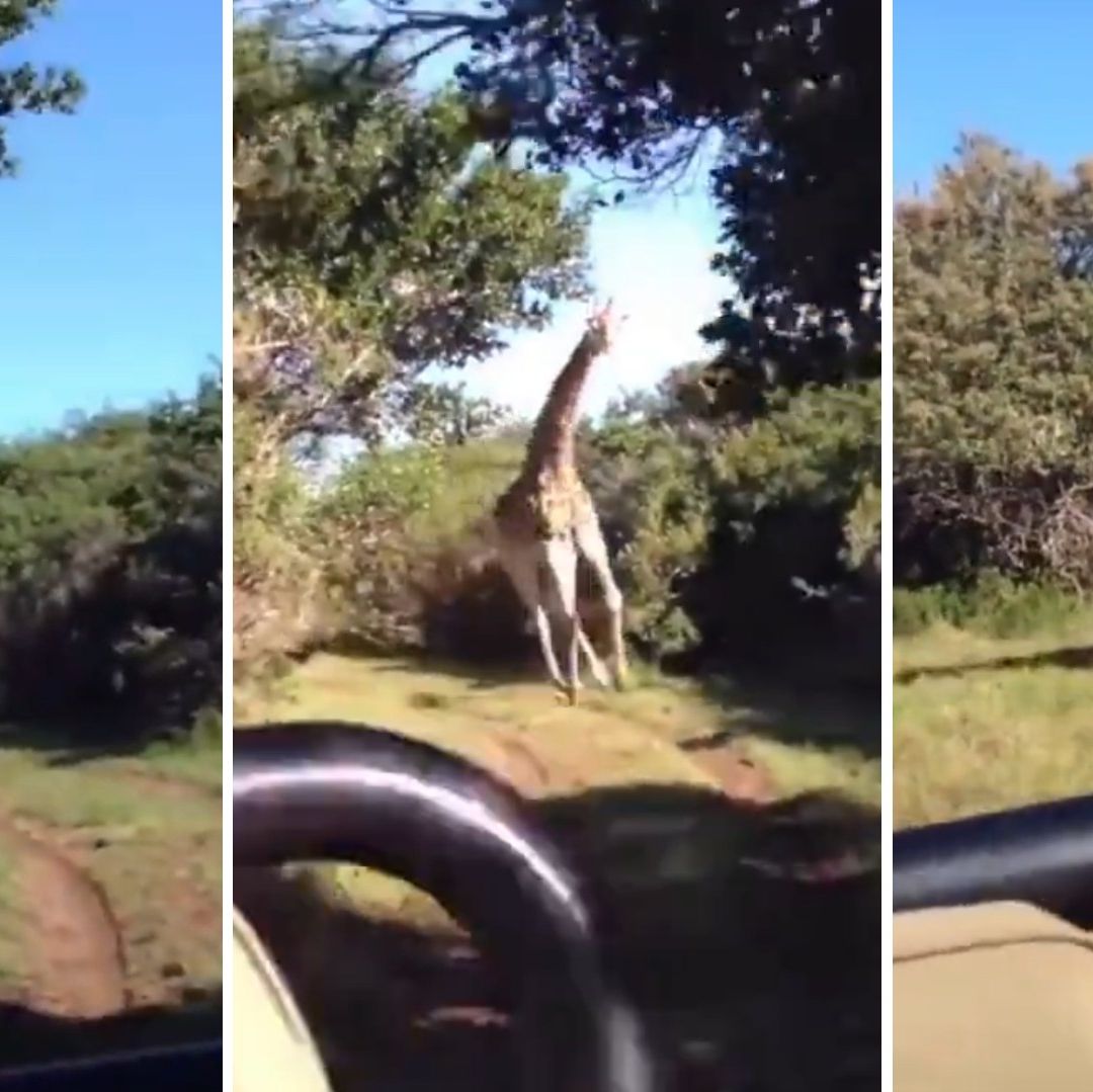Al Estilo de Jurassic Park, Jirafa Persigue y Aterroriza a Turistas