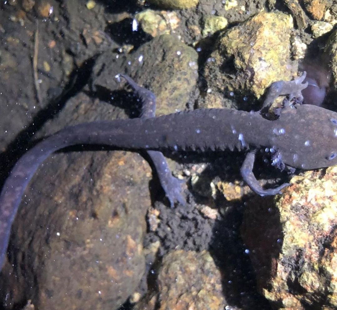 El ambystoma leorae, o ajolote de los volcanes, se distribuía por una amplia zona del eje neovolcánico en el Estado de México y Puebla