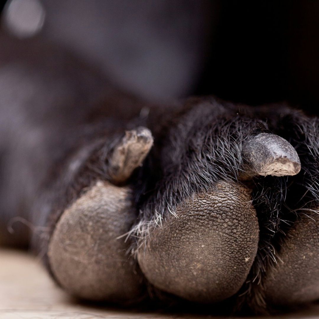 Pata de perro negro