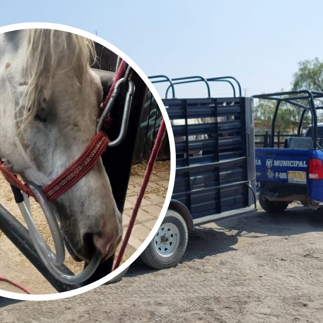 El Centro de Adopción y Bienestar Animal rescató a una yegua por maltrato animal en Cholula, Puebla.