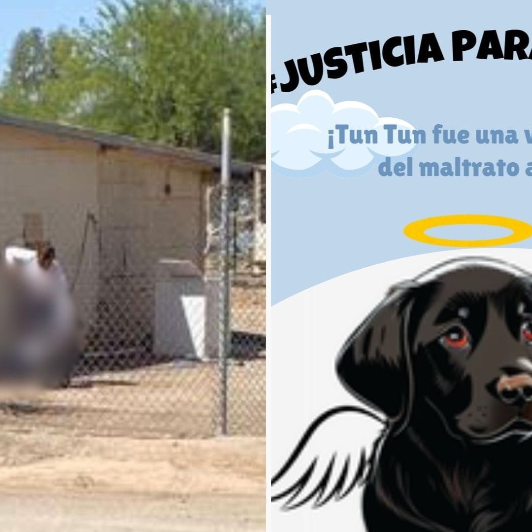 Piden Justicia para 'Tun Tun', Perrito Asesinado a Palazos en Mexicali