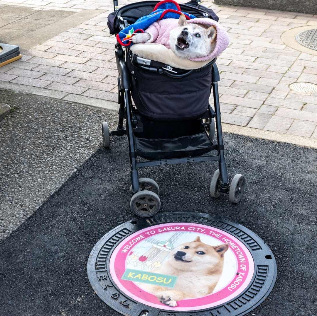 Muere Kabosu, Perrita Japonesa que Inspiró el Meme Doge y Criptomoneda Dogecoin