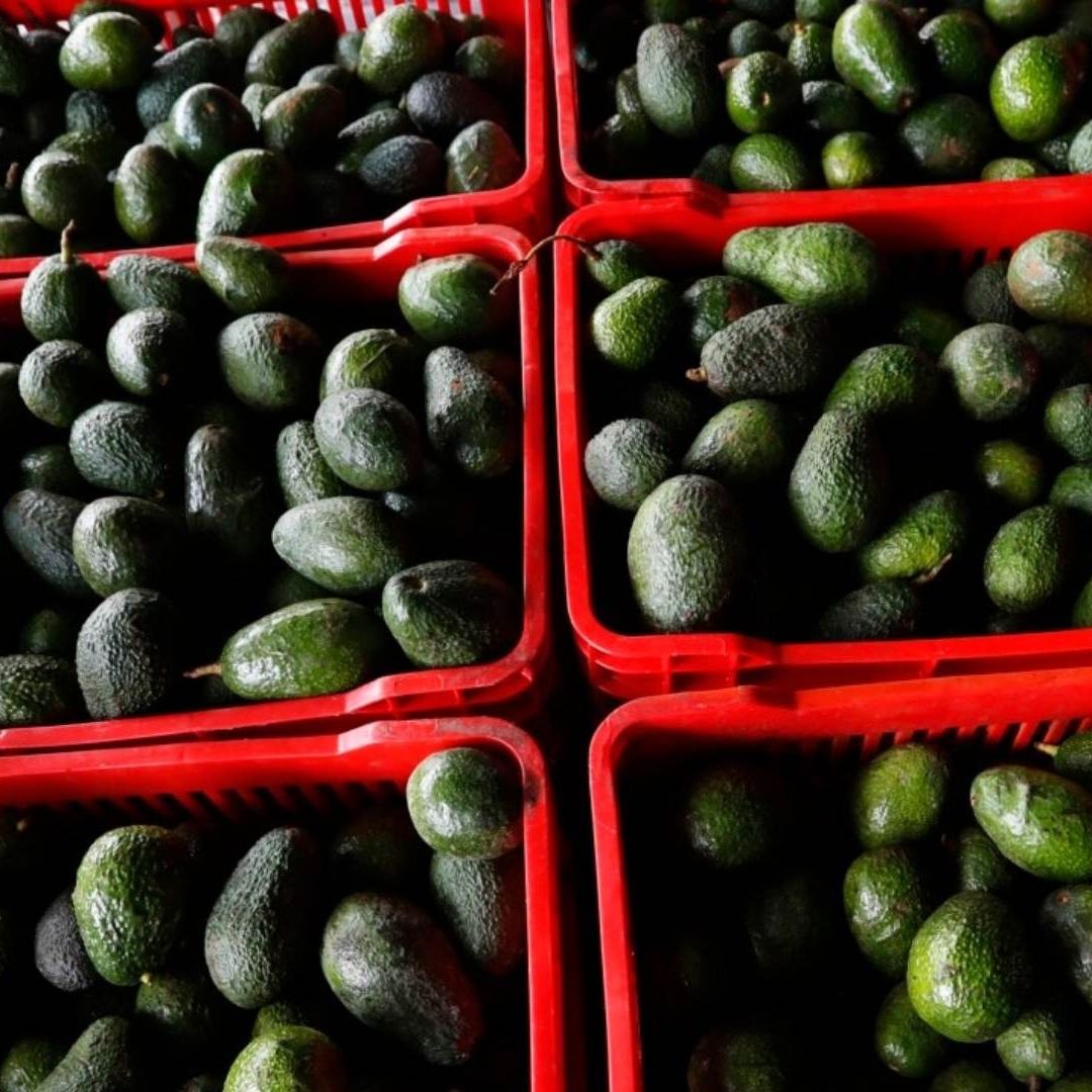Cajas llenas de aguacates en Michoacán, México