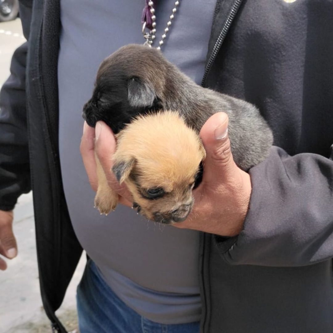Rescatan a perros ofrecidos en venta en la Garita de San Ysidro