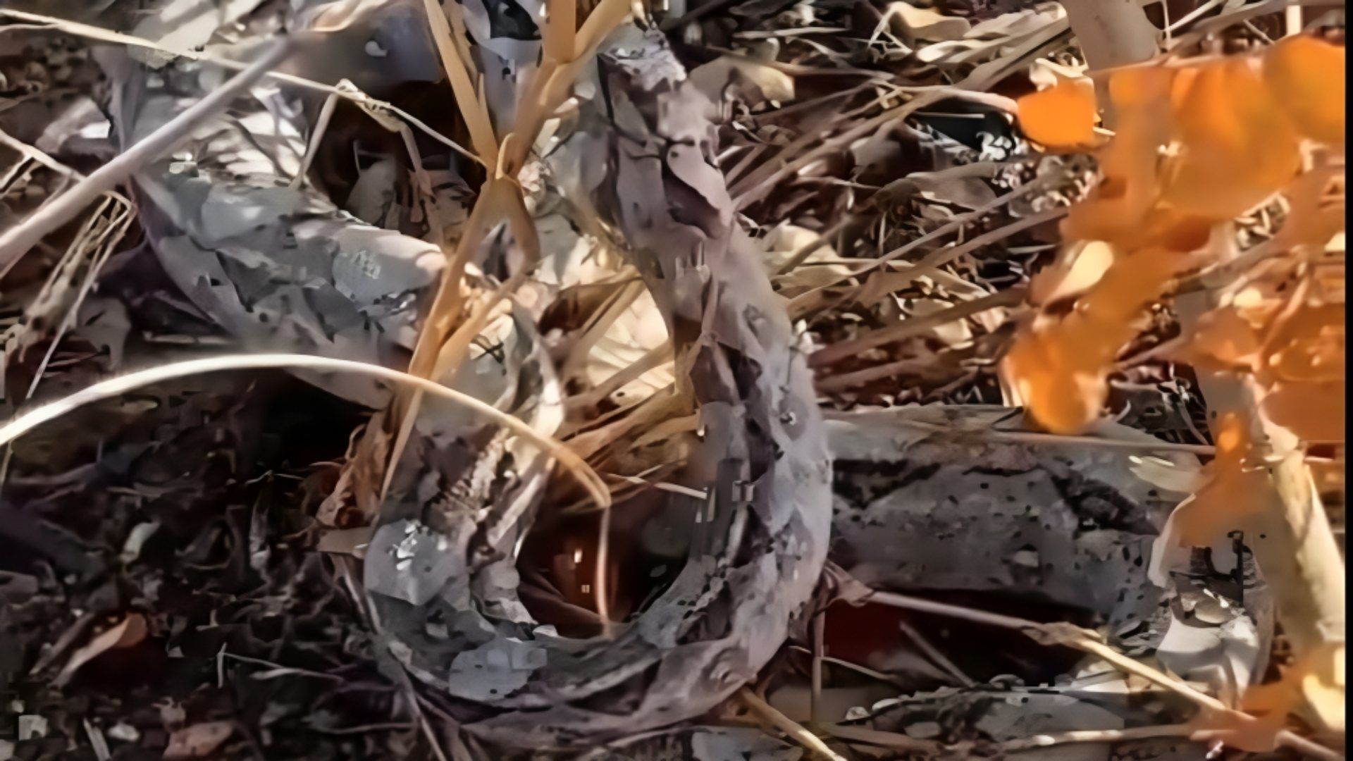 Serpiente disfruta agua que le ofrecen jóvenes en Yucatán
