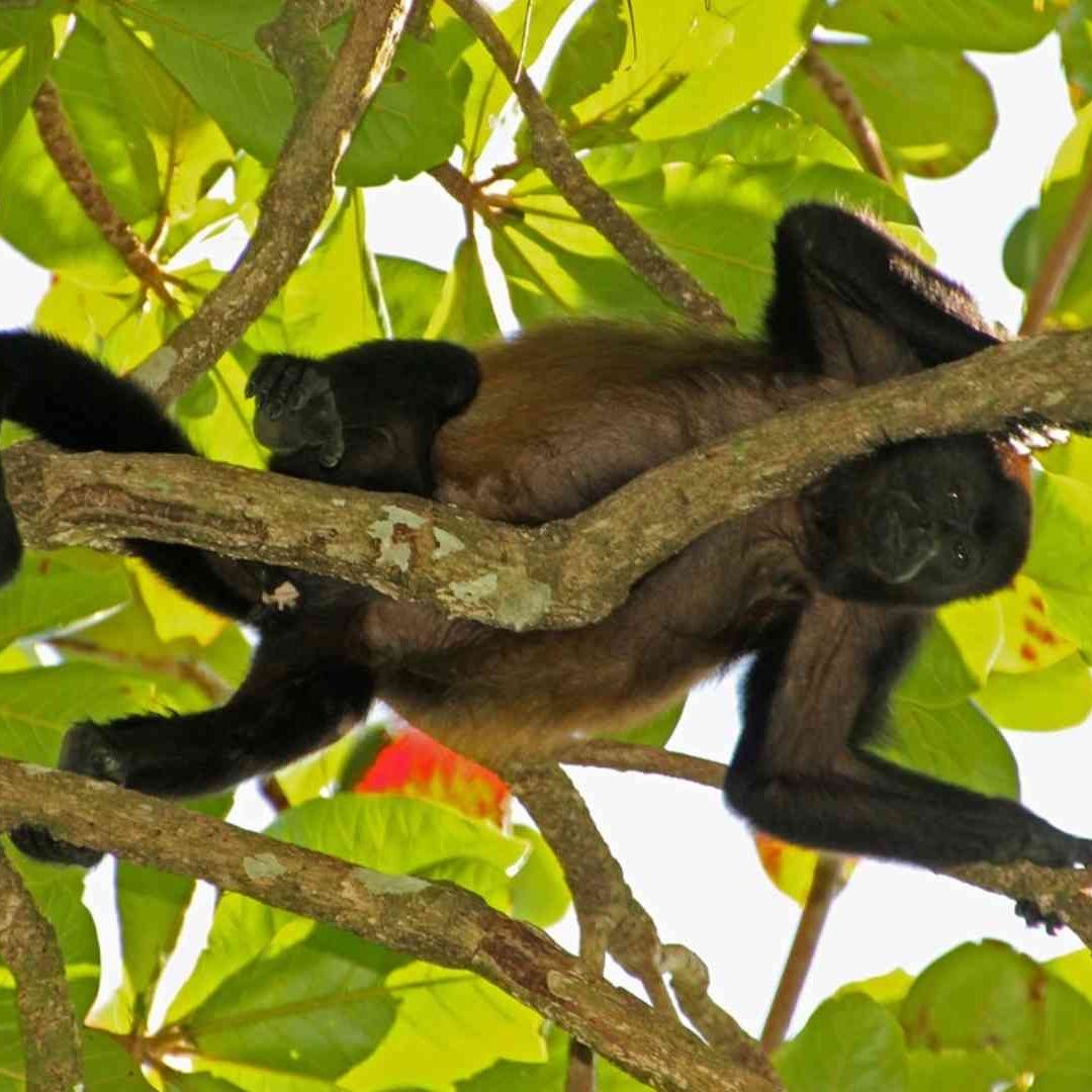 Fingen rescatar monos en Tabasco y los ponen a la venta en redes sociales