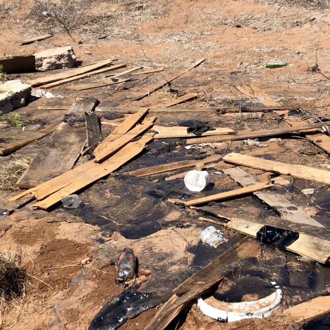Cuatro Cachorros Fueron Encontrados Dentro de Chapopote en Chihuahua; Solo Uno Quedó con Vida