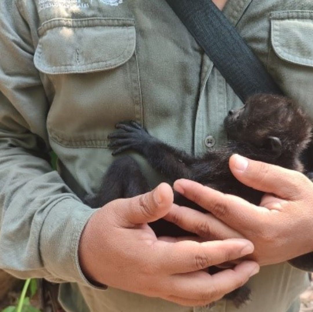 Suman 157 Monos Aulladores Muertos en Tabasco y Chiapas, Alistan Medidas Preventivas