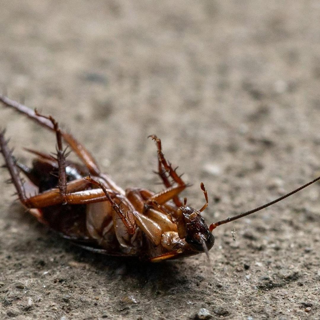 La plaga mundial de cucarachas comenzó en Asia