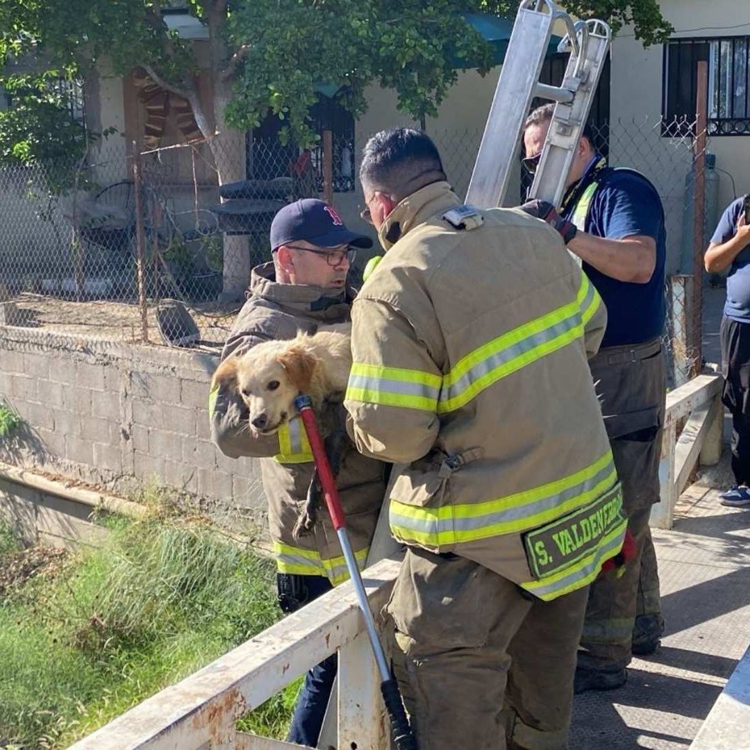 Bomberos Rescatan a Perrito que Cayó a Canal Pluvial en Hermosillo