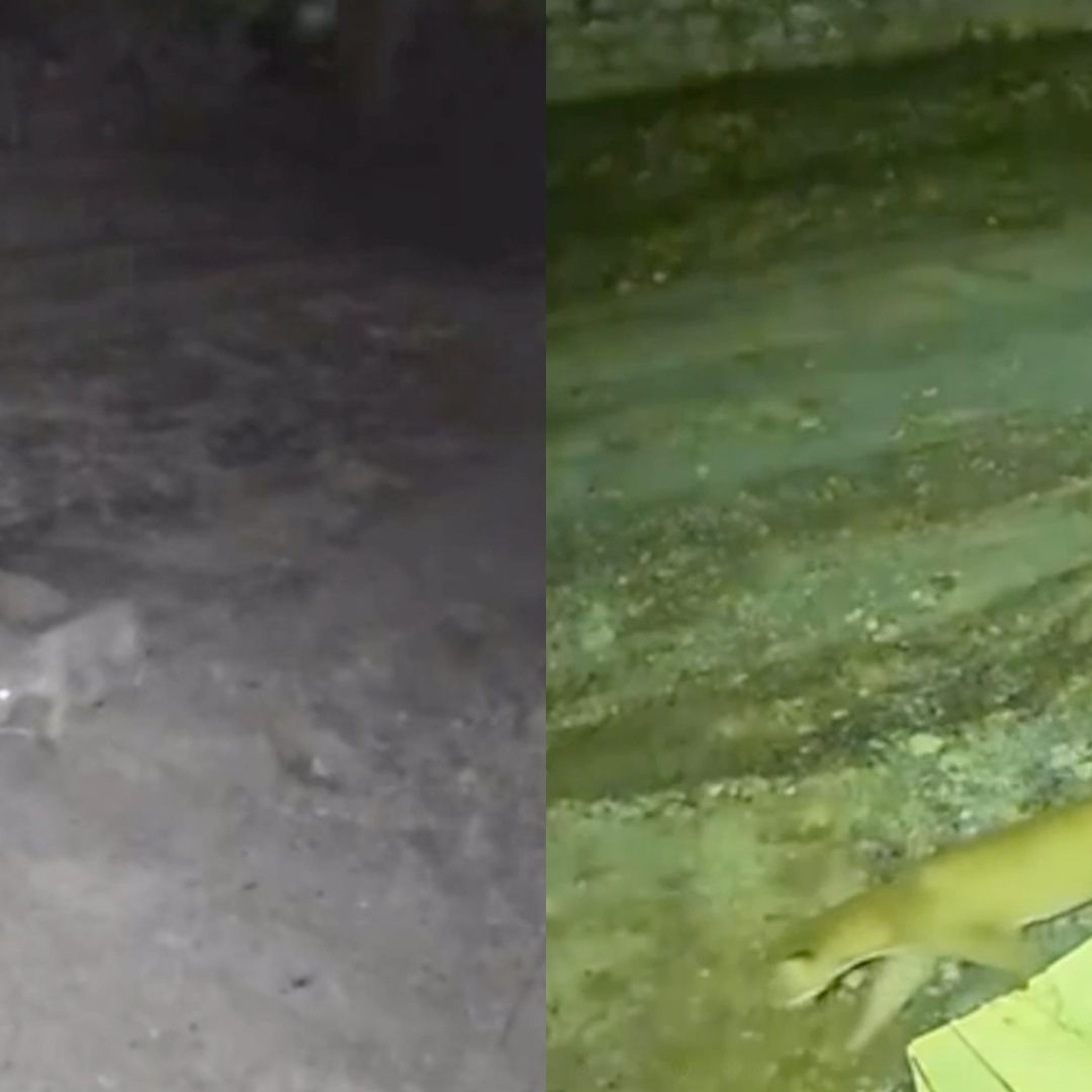Cámaras de seguridad captan a puma en la colonia El Barrial, en Santiago