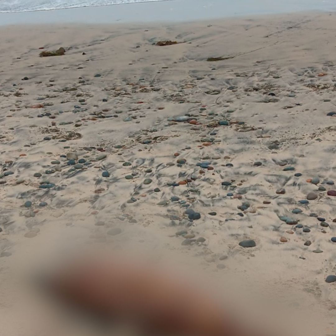 Hallan Cadáver de Especie Marina Varada en Playas de Tijuana