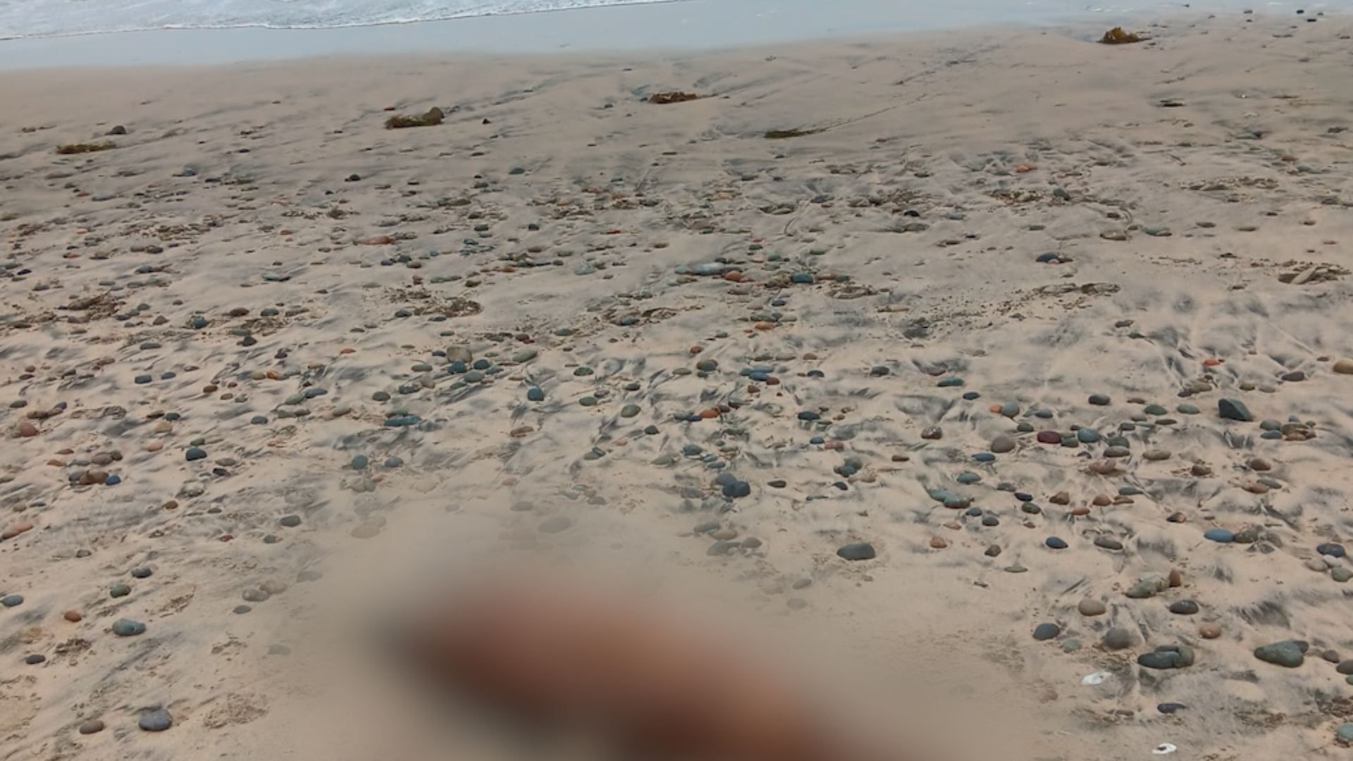 Hallan Cadáver de Especie Marina Varada en Playas de Tijuana