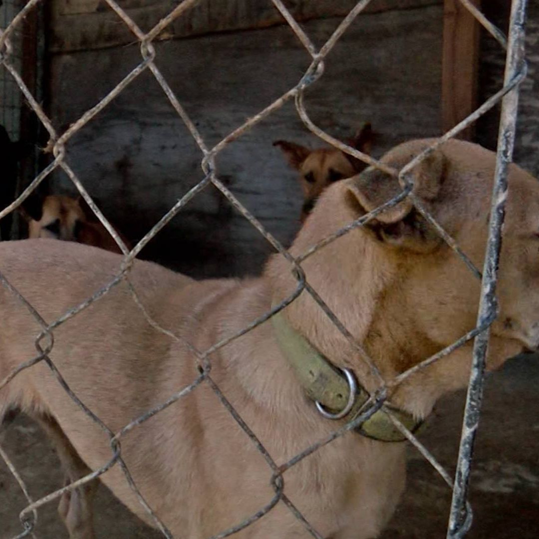Casos de Violencia y Abuso Sexual contra Perros Va en Aumento en Tijuana