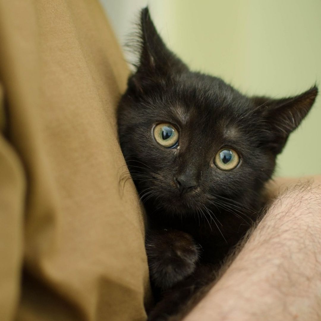 El 4 de junio es el Día Internacional de Abrazar a tu Gato