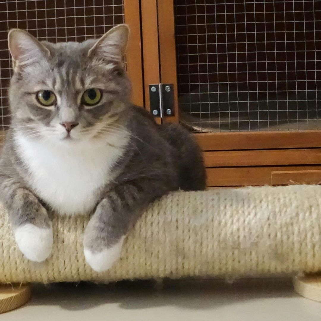 Mejor arena para gato características