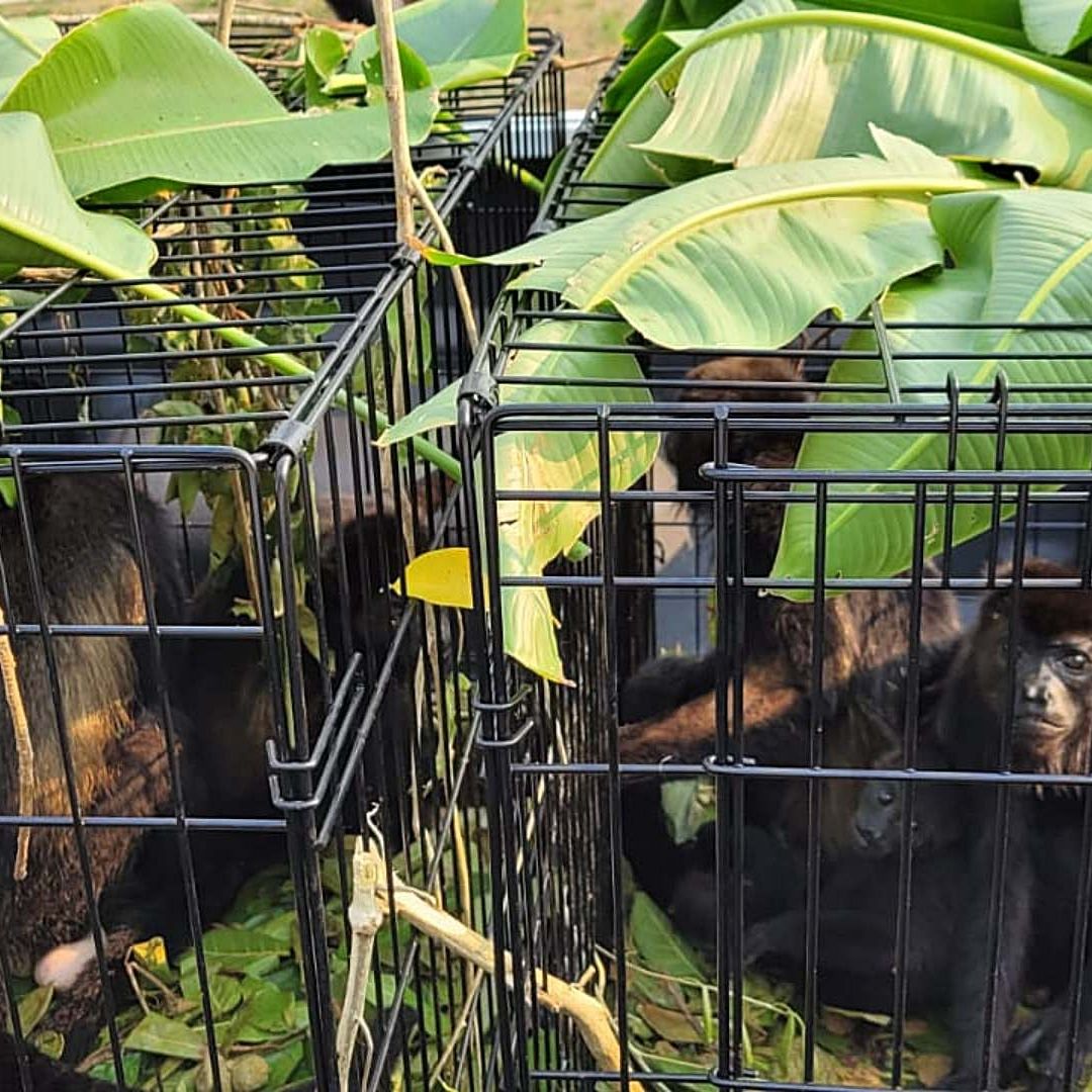 Así es la Estrategia para Proteger a Monos Aulladores en Chiapas y Tabasco
