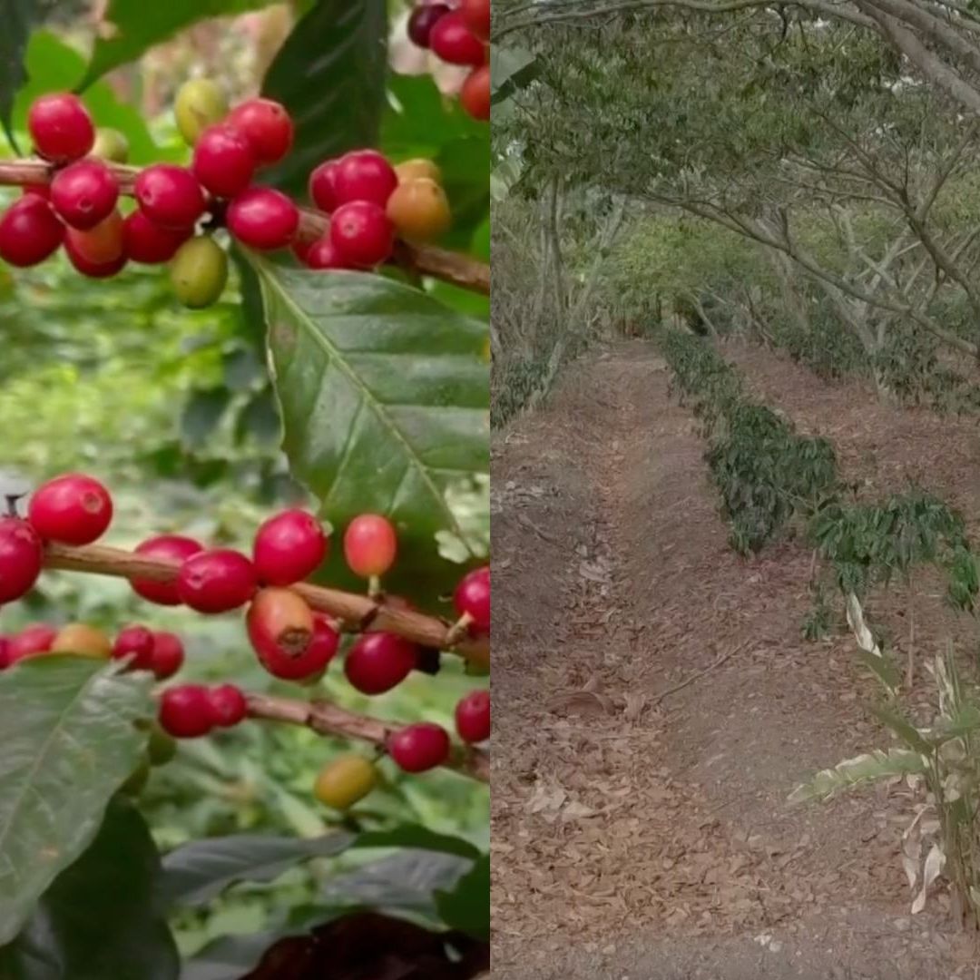 Cultivos de café en Veracruz