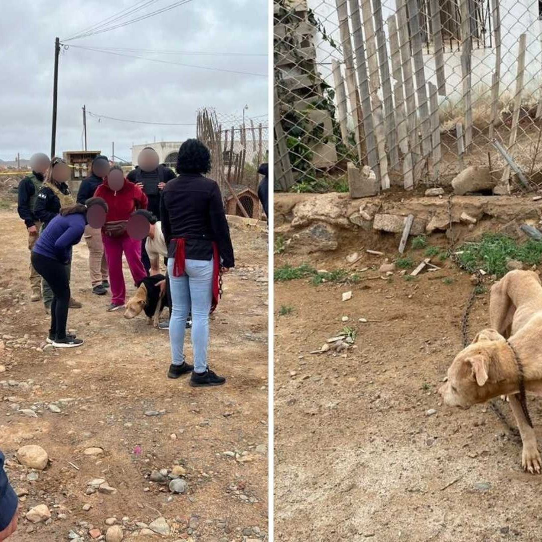 Rescatan a Perro con Desnutricion y Encadenado Durante Cateo en San Quintín