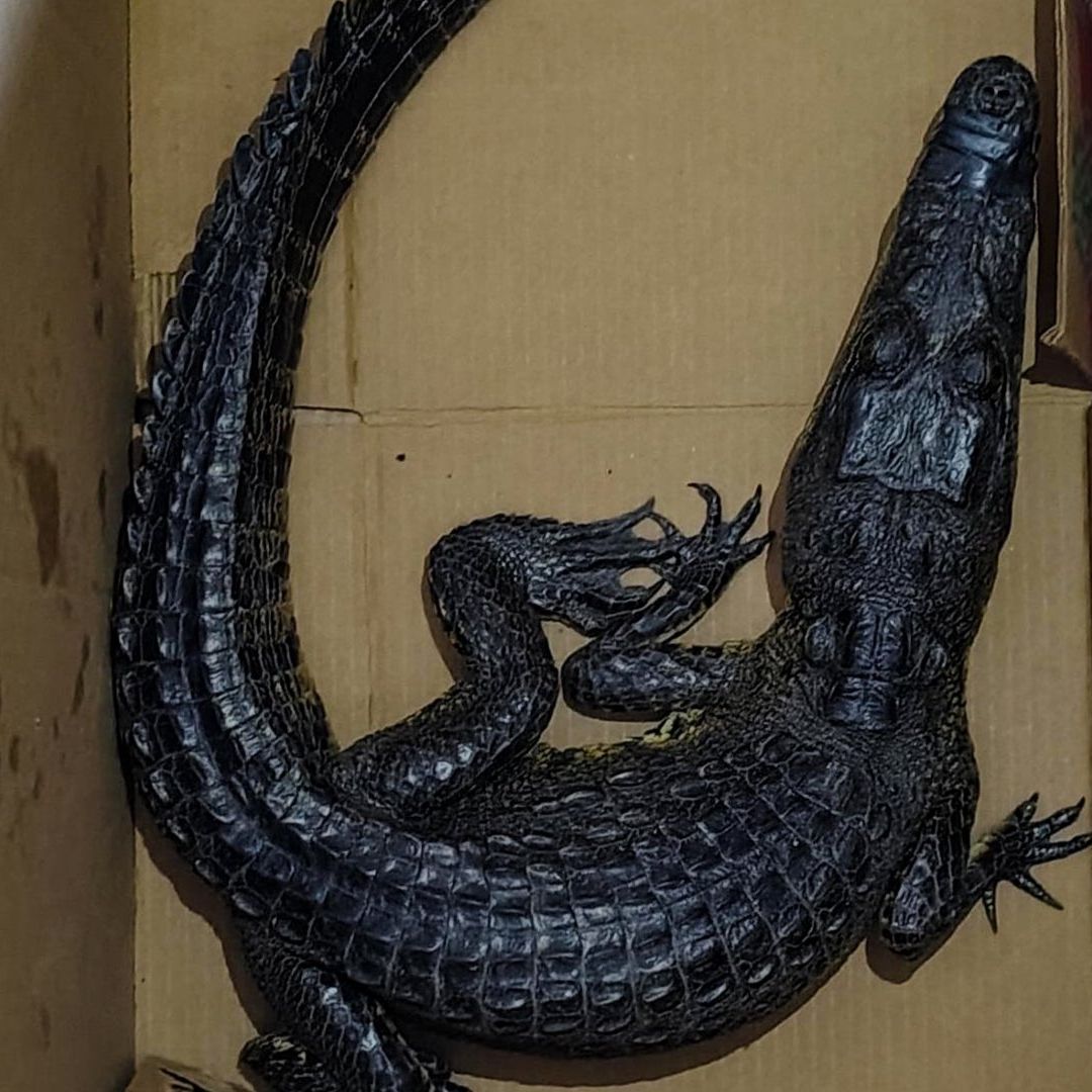 Cocodrilo de Pantano Mexicano en Mochila Abandonada en Zócalo de Puebla