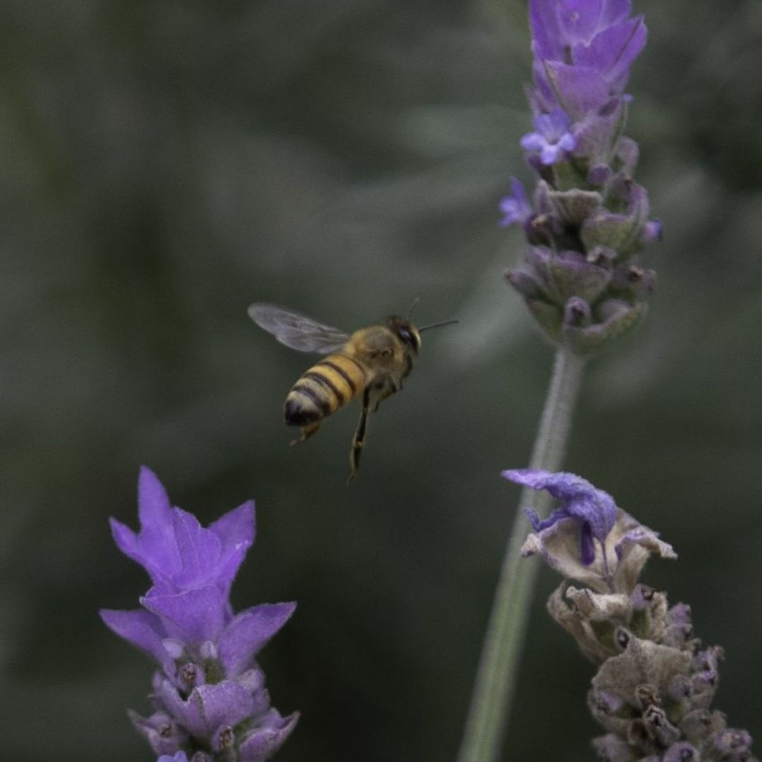Cambio Climático, Pesticidas y Parásitos Ponen en Peligro Abejas Mexicanas