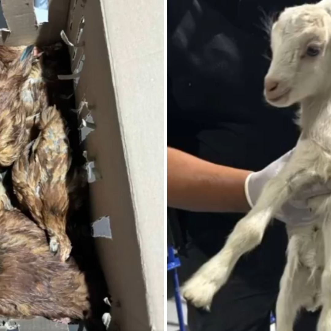 Rescatan a Animales que Iban a Ser Sacrificados en Rituales de Santería en Neza