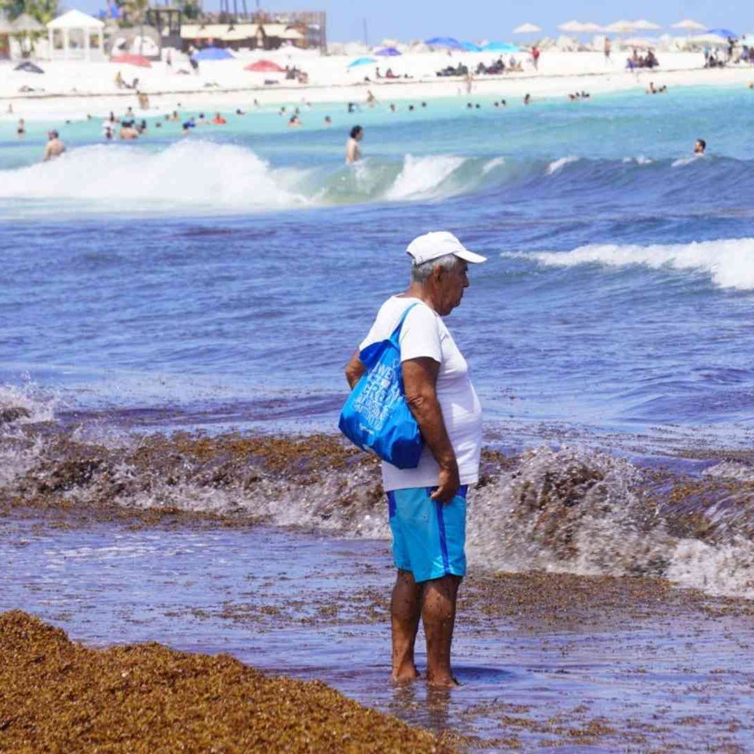 Saragazo en playas de Cancún, Quintana Roo