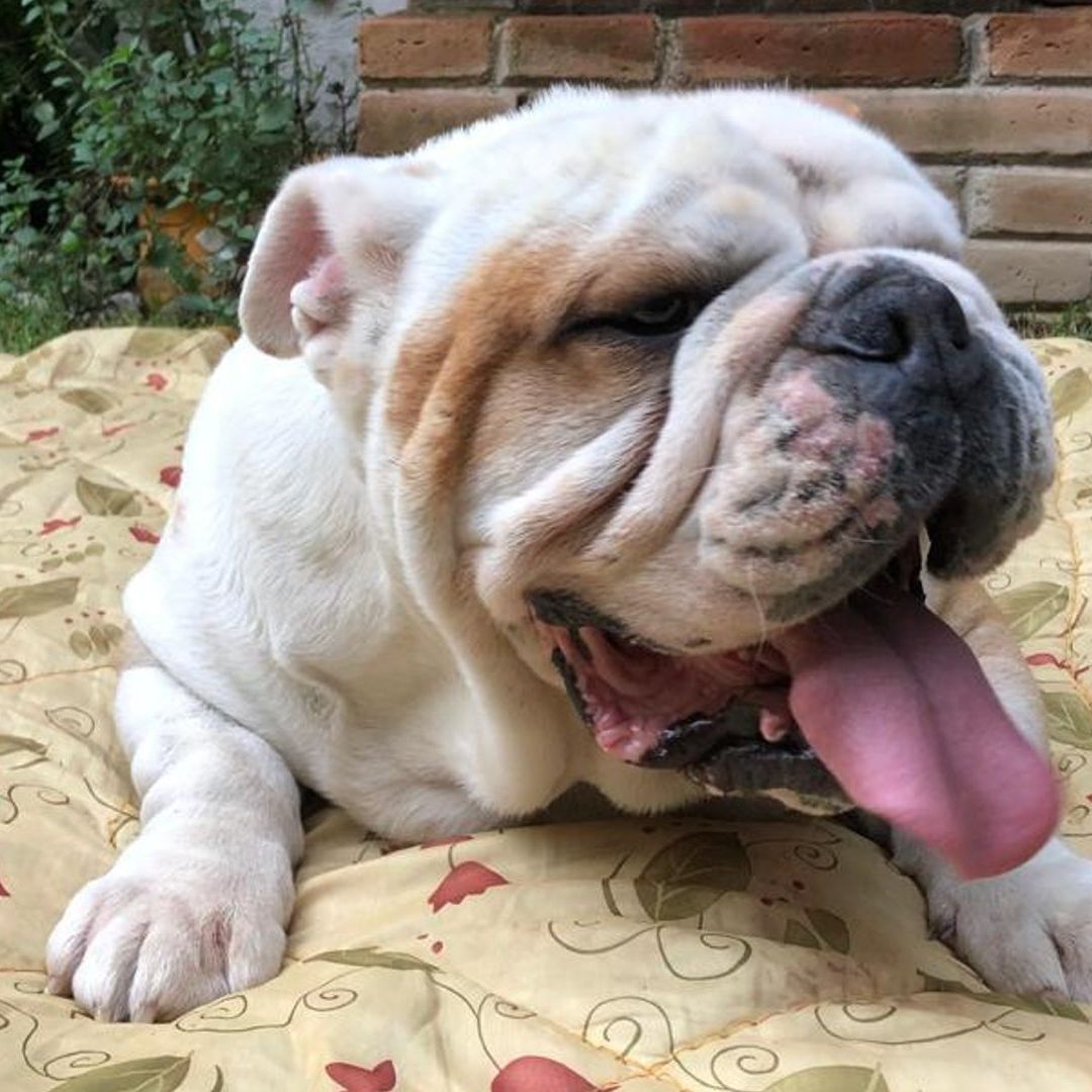 Bulldog inglés, una de las razas de perros mas afectadas por el calor