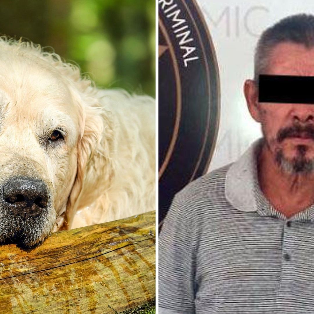 Hombre Envenena con Carne a Perrito ‘Love’ Porque le Ladró en Sonora