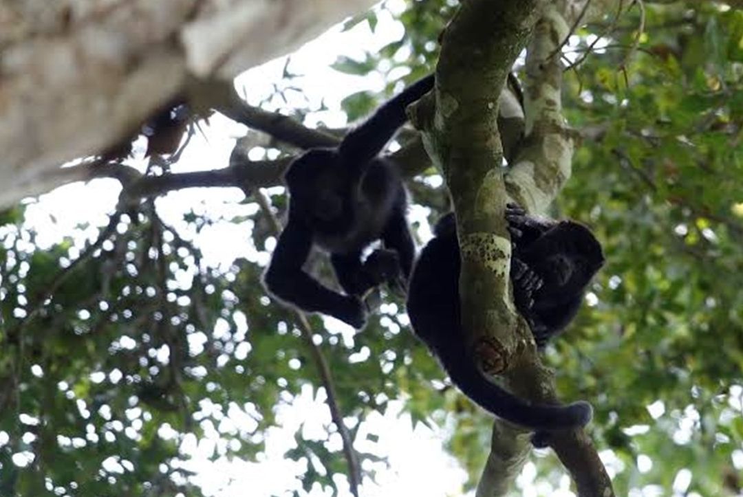 La Profepa ha contabilizado el deceso de 157 monos, mientras que 22 de estos se encuentran bajo cuidado médico
