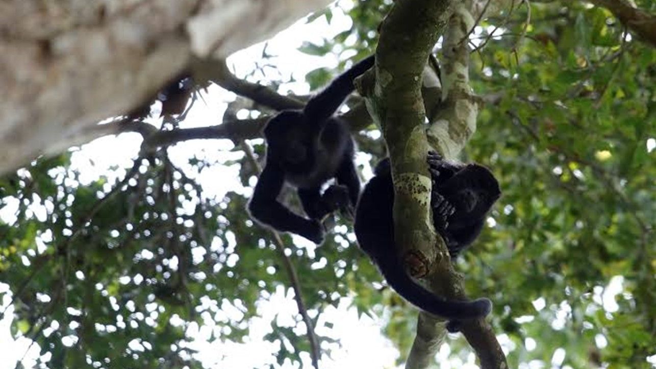 La Profepa ha contabilizado el deceso de 157 monos, mientras que 22 de estos se encuentran bajo cuidado médico