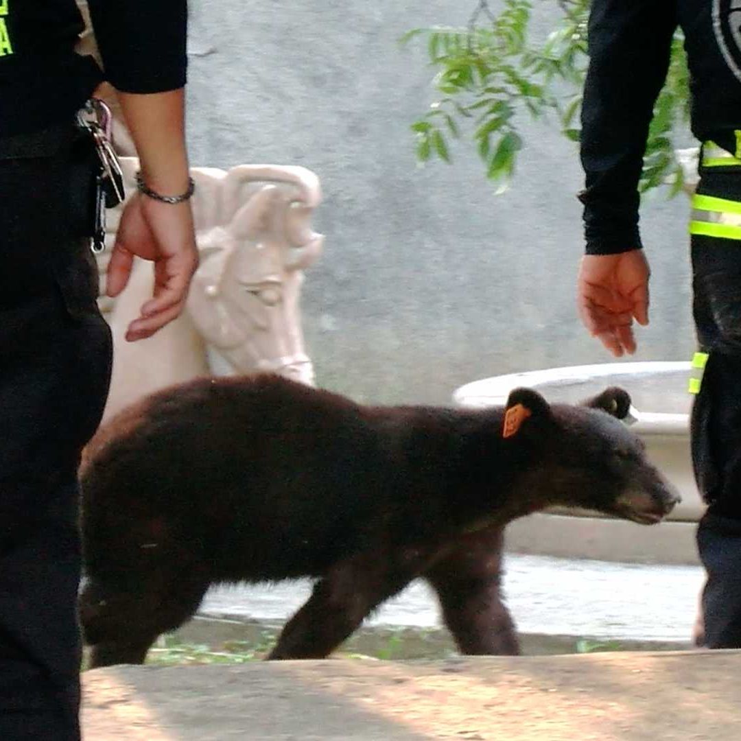 Oso Sorprende a Cecinos al Entrar a sus Patios en Busca de Alimento en Santa Catarina