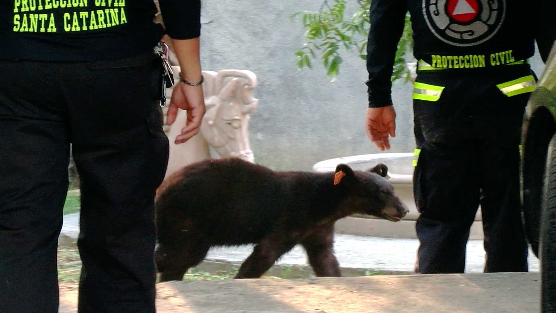 Oso Sorprende a Cecinos al Entrar a sus Patios en Busca de Alimento en Santa Catarina