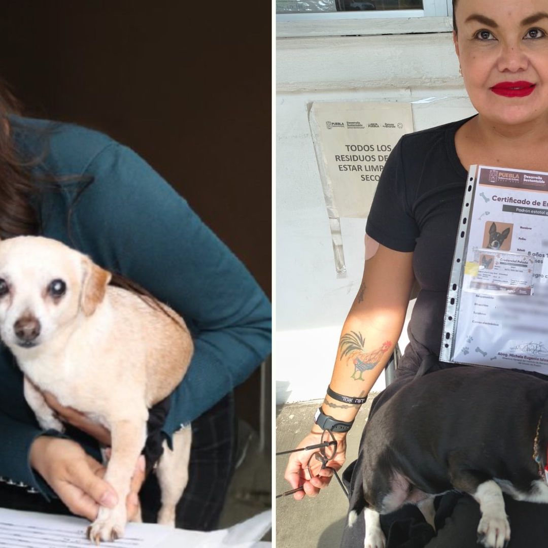 Padrón Estatal de Perros y Gatos en Puebla 2025: Qué Es el RUAC Mascotas y Cómo Tramitar Registro