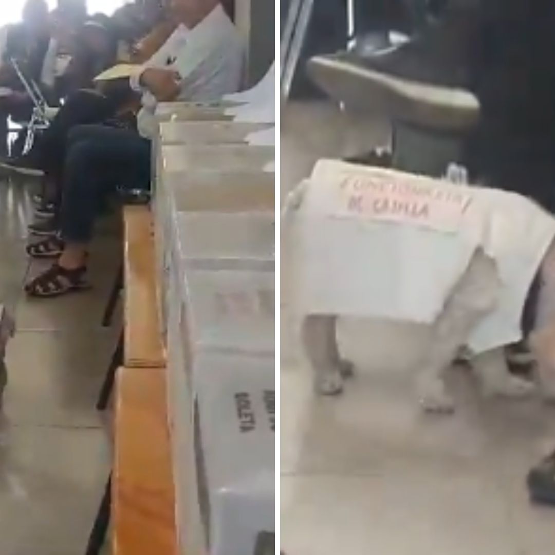 Elecciones 2024: Daisy, Perrita Funcionaria de Casilla Enamora a las Redes