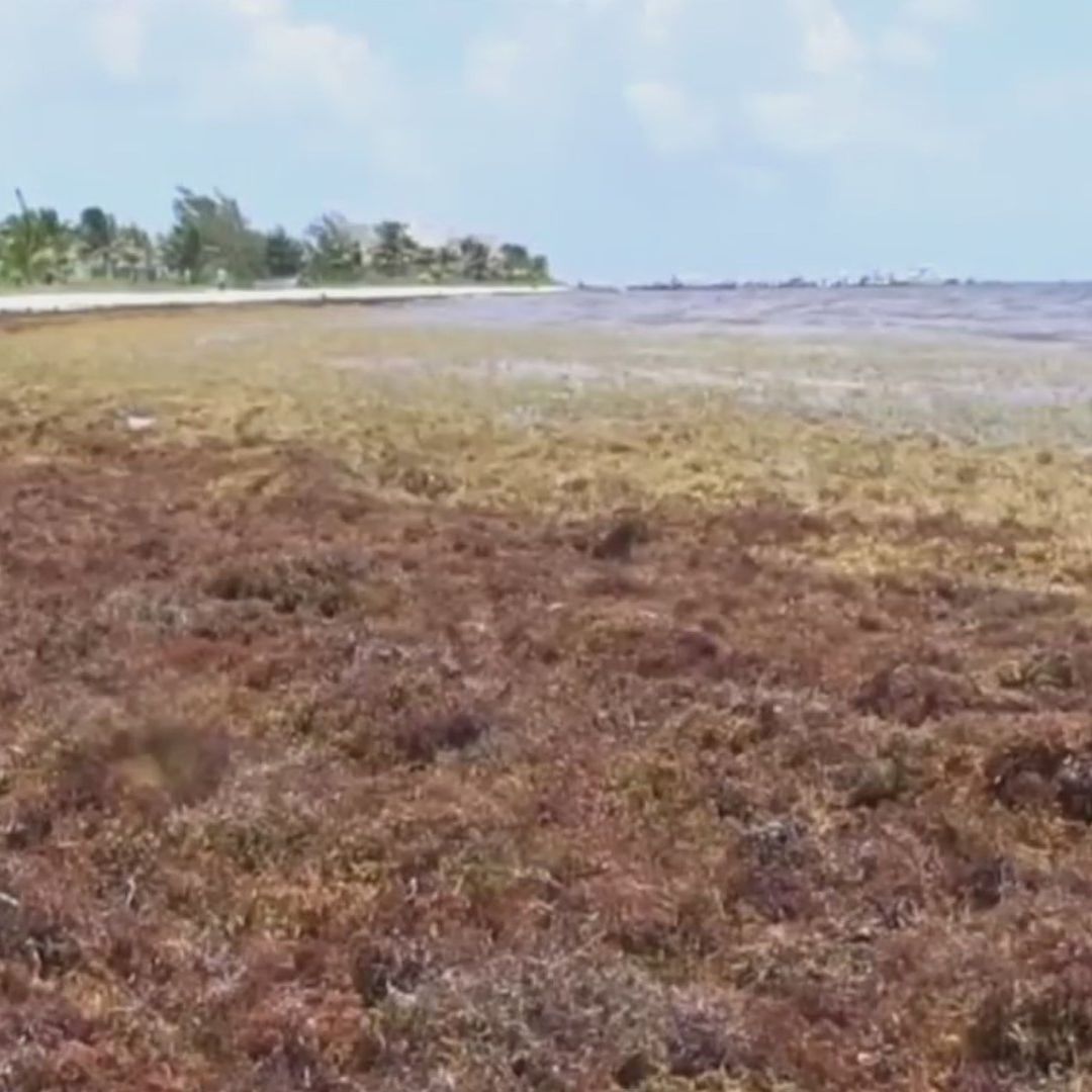 Aumenta la Llegada de Sargazo a las Costas de Quintana Roo