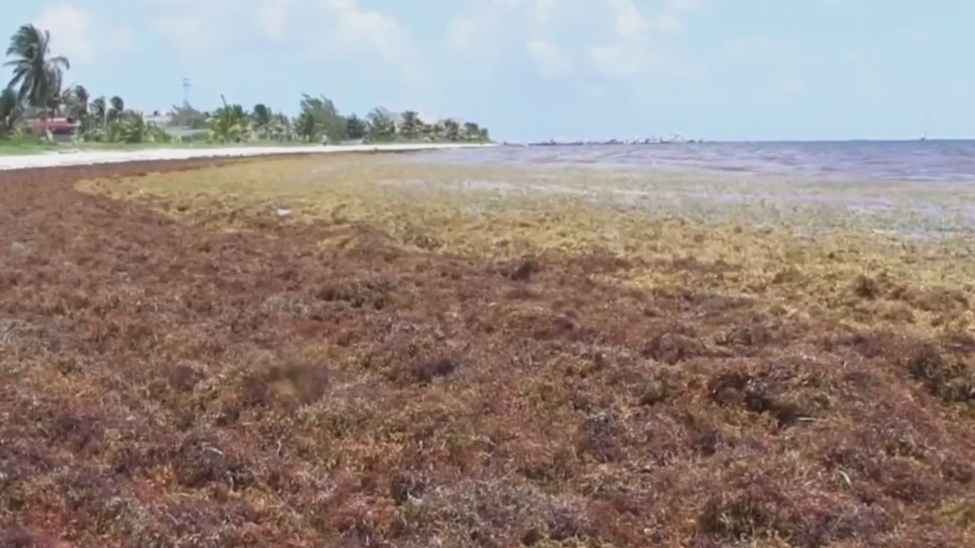 Aumenta la Llegada de Sargazo a las Costas de Quintana Roo