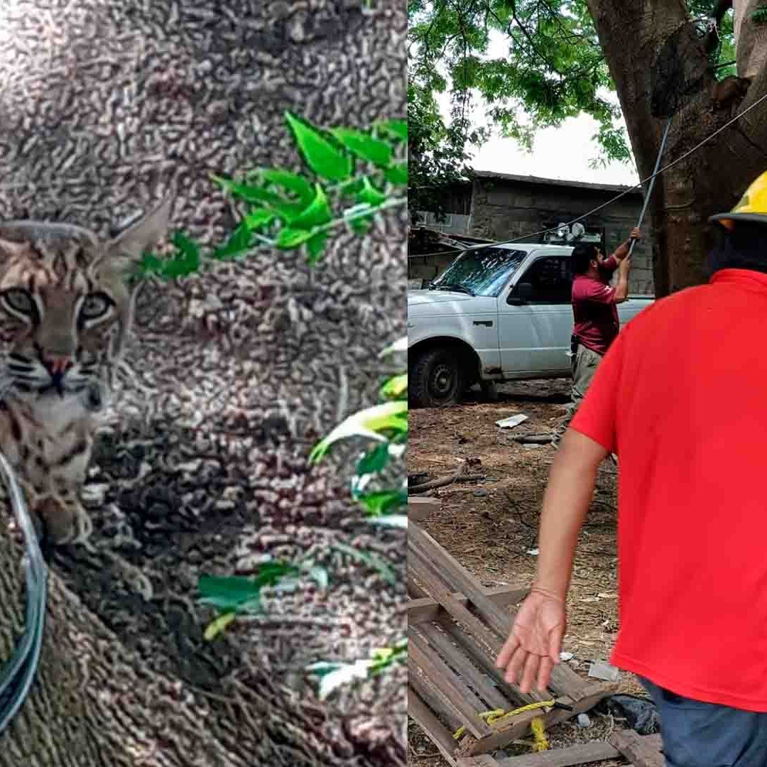 Capturan a un Lince Trepado en un Árbol en Ciudad Victoria