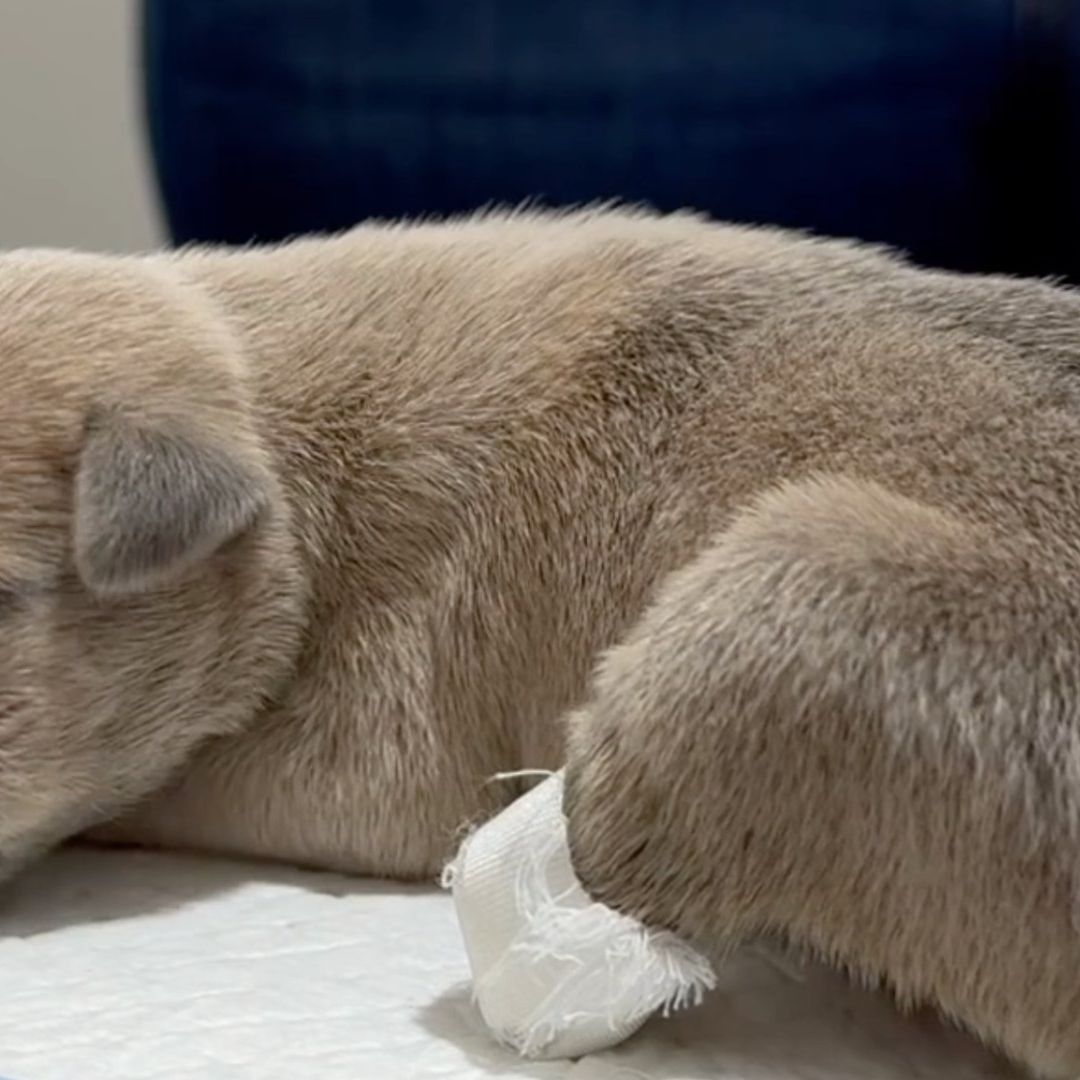 Cachorro con pata mutilada