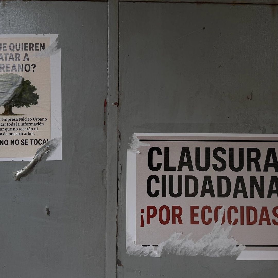 Laureano es un árbol centenario que podría resultar afectado a partir de una obra que está construyéndose a su lado, en la alcaldía Benito Juárez