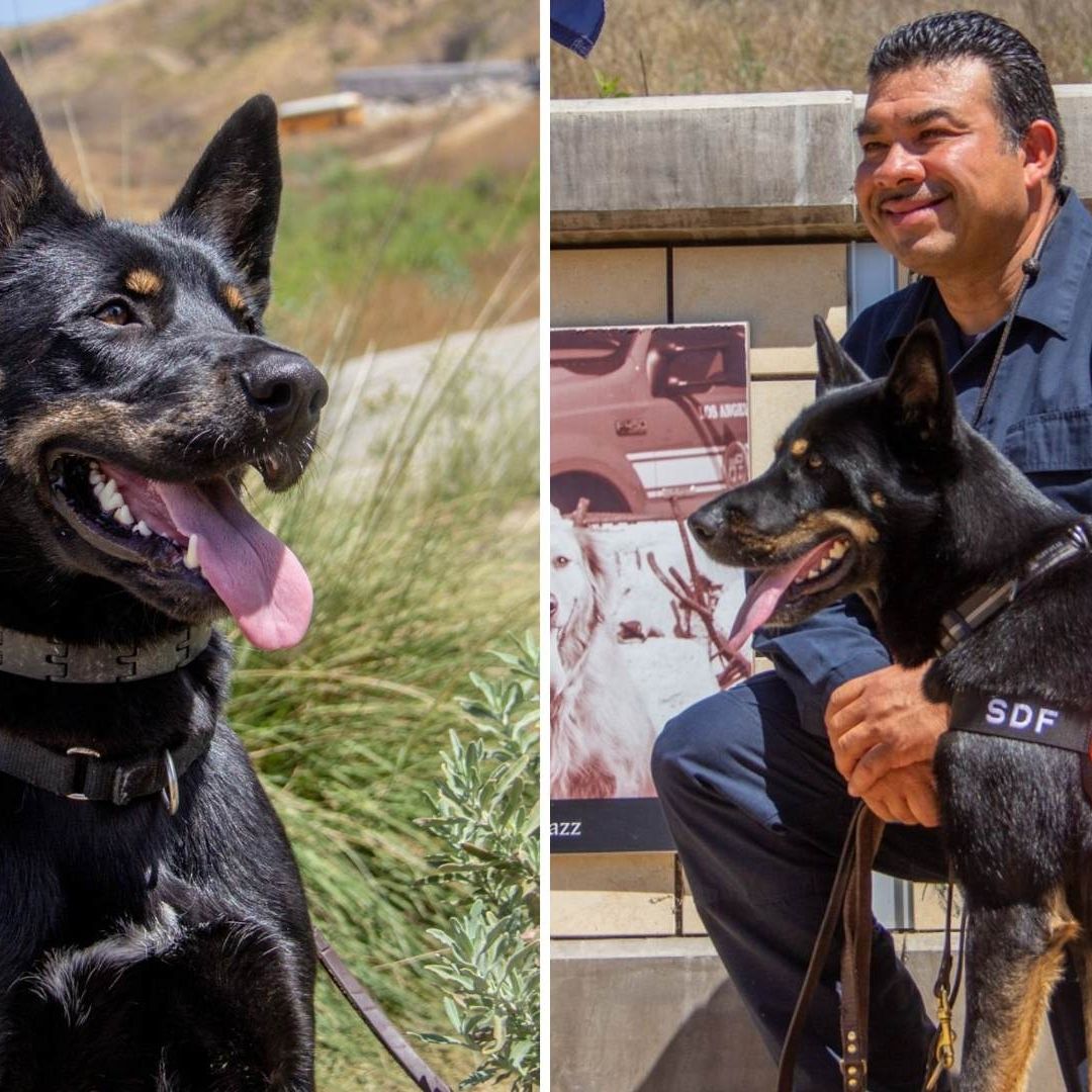 Perrito es salvado de la calle y hoy es rescatista en Baja California