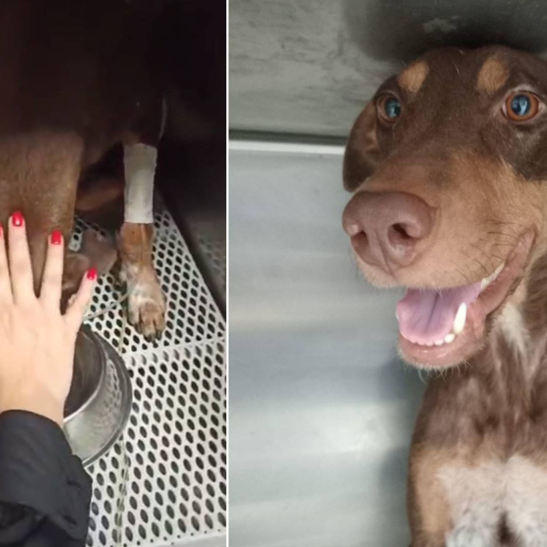 ”Esperanza", Perrita Herida en Balacera en Culiacán, Sinaloa