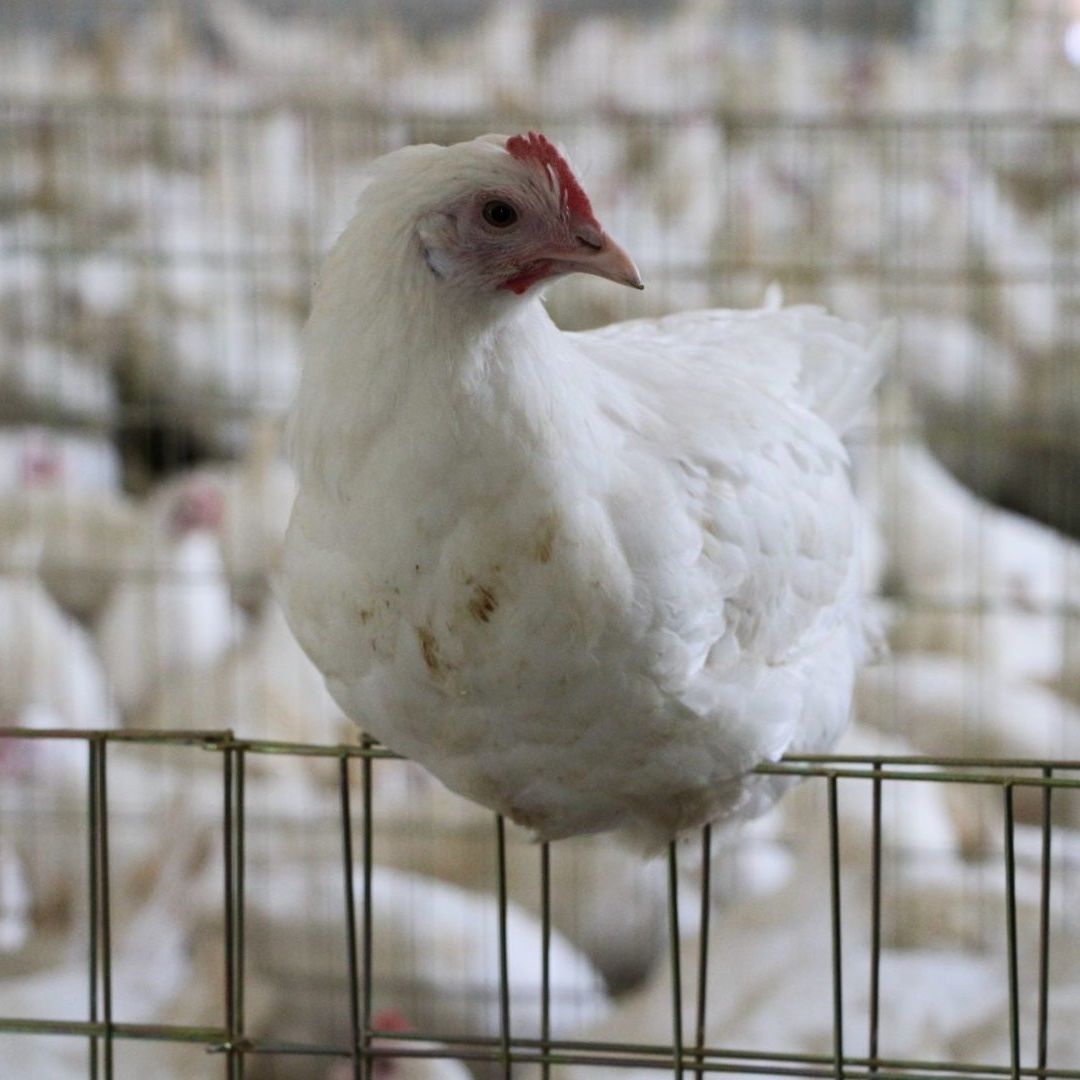 Imagen de aves de corral en la Ciudad de México