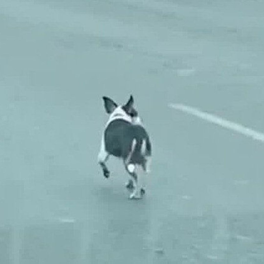 Sin Prisa y por Carril de Alta, Un Perrito es Captado Sobre la Av. Miguel Alemán en Apodaca, NL