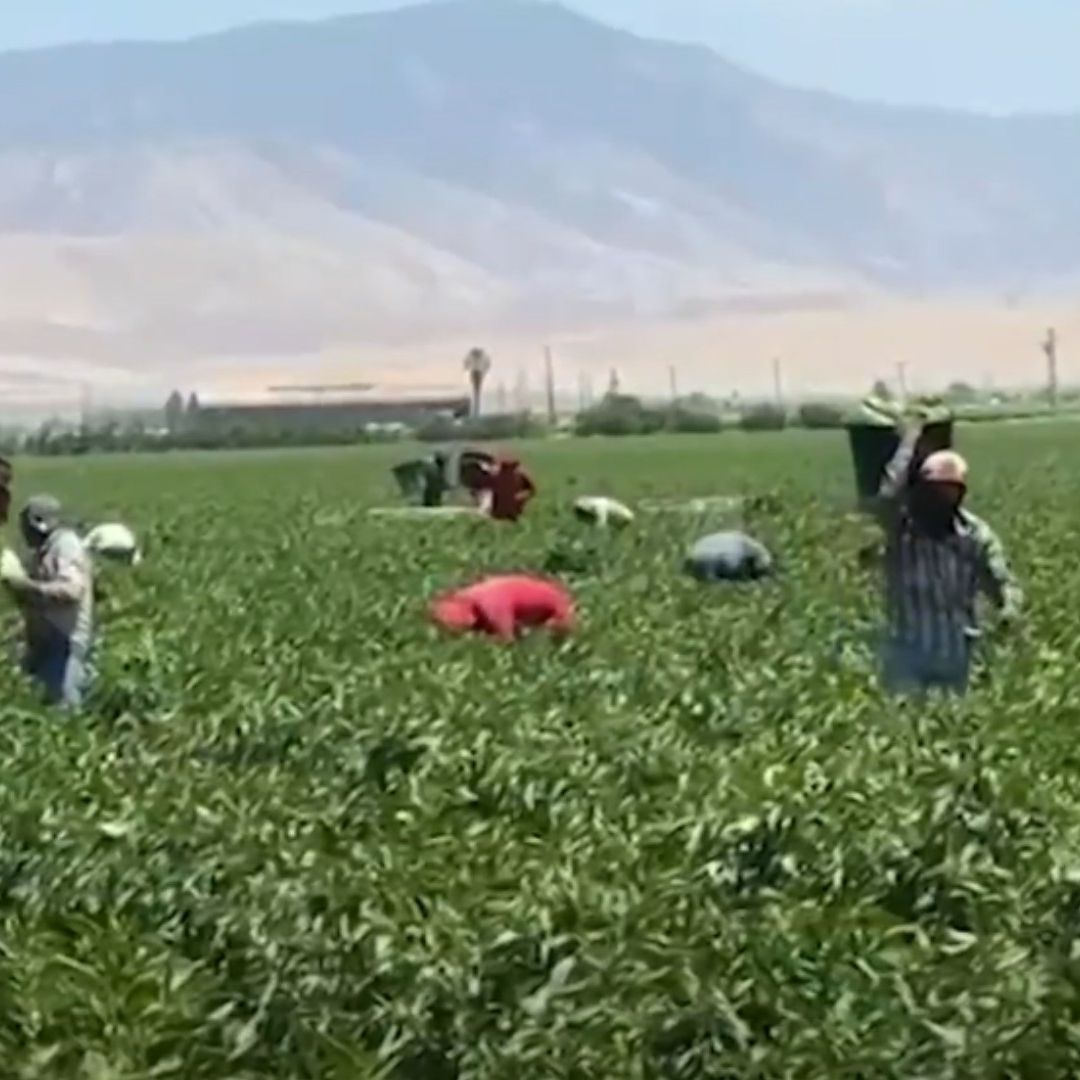 Trabajadores del Campo, Parte Esencial de la Economía de Estados Unidos