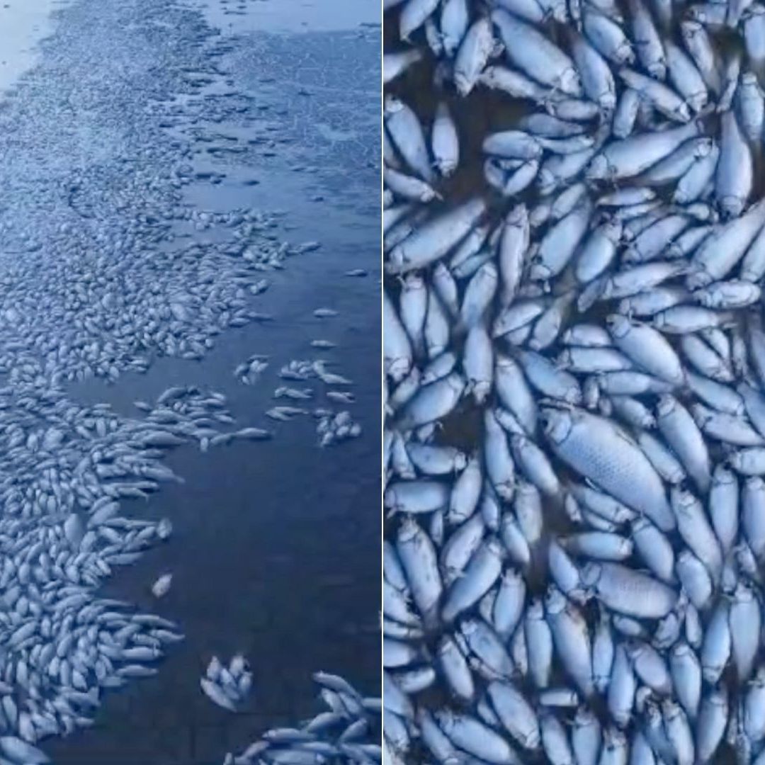 Miles de Peces Muertos en Laguna de Chihuahua por Intensa Sequía