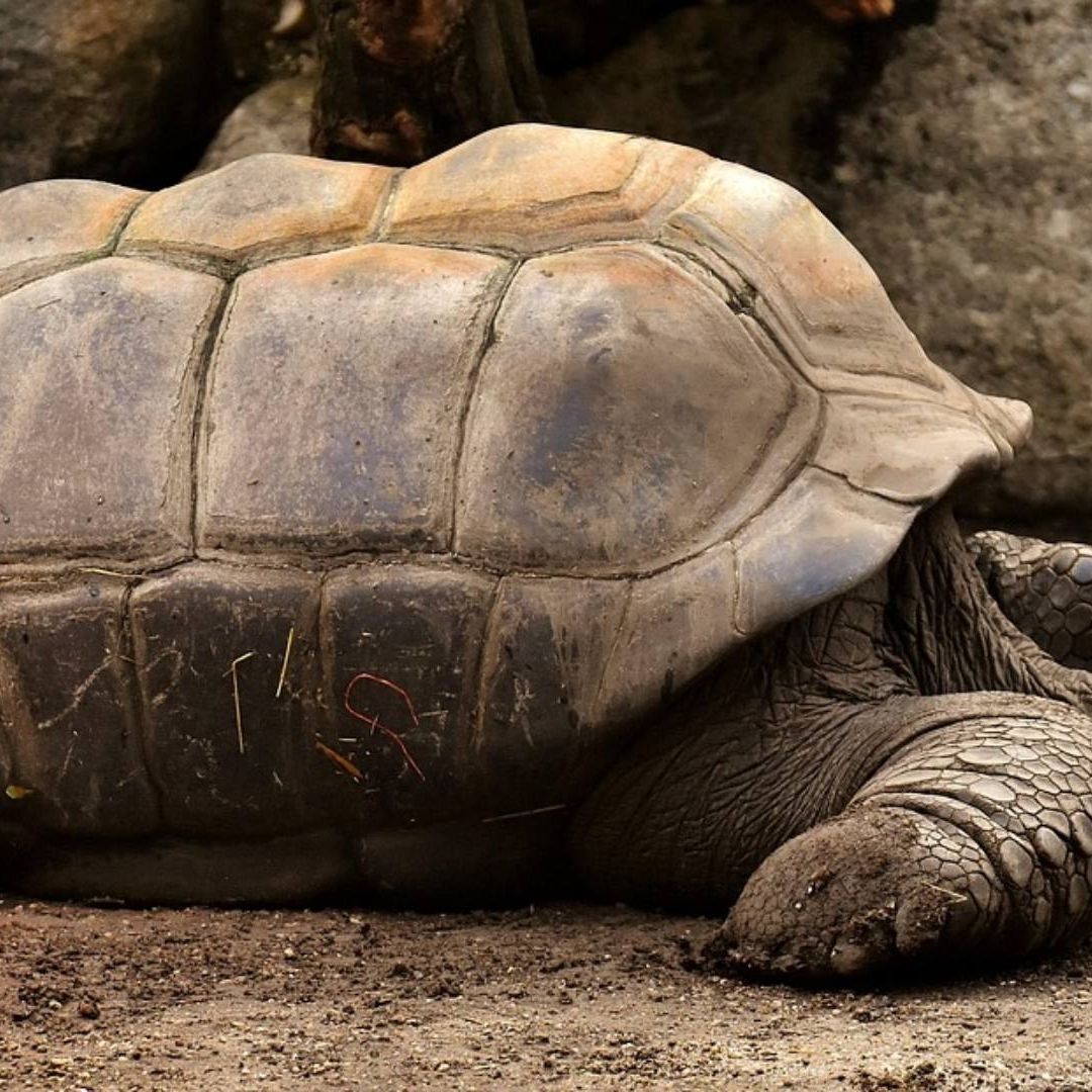 Tortuga celebra día del padre